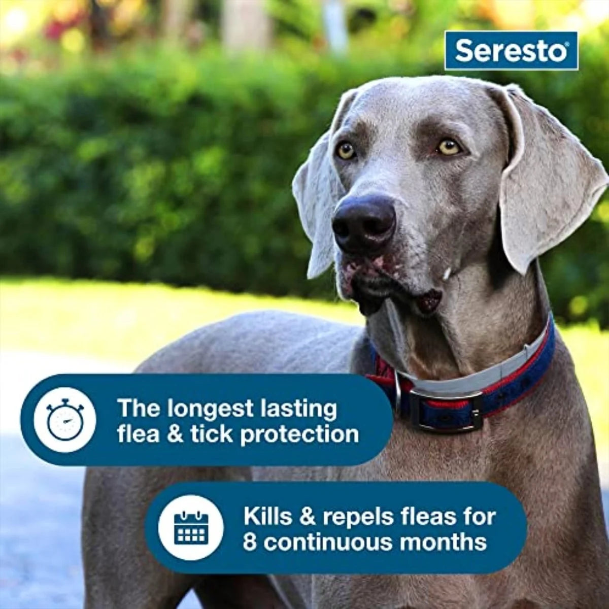 Flea & Tick Collar for Large Dogs — 8 Month Protection